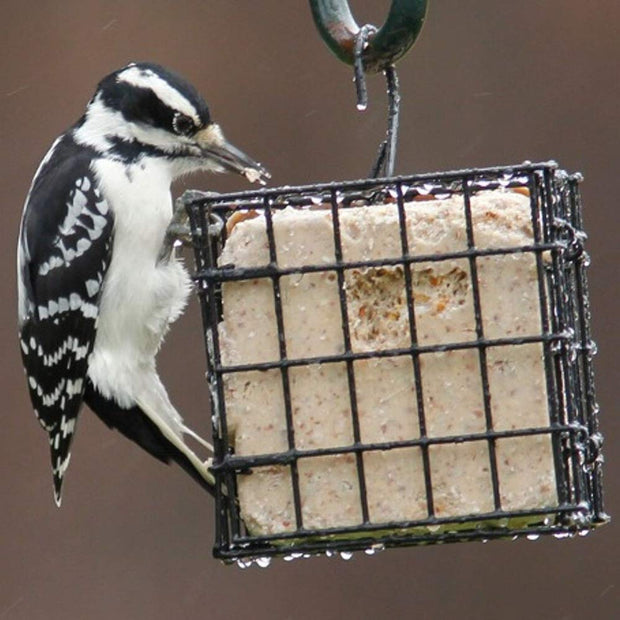 More Birds Suet Cage Bird Feeder, Fruit and Suet Feeder, Single Cake Capacity ,Black